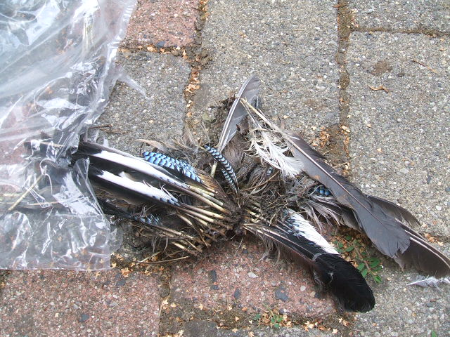 preparazione resti ghiandaia